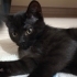 British shorthair kirmasi fotoğraf
