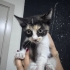 2 Aylık harika bir Calico bebek aşırı sevimli yumuşacık tüylü miniş🧿🐱 fotoğraf