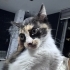 2 Aylık harika bir Calico bebek aşırı sevimli yumuşacık tüylü miniş🧿🐱 fotoğraf