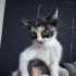 2 Aylık harika bir Calico bebek aşırı sevimli yumuşacık tüylü miniş🧿🐱 fotoğraf