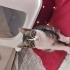 Minik dostuma sıcak bi yuva arıyorum fotoğraf