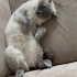 Kısırlaştırılmamış dişi kedi fotoğraf