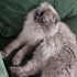 Scottish Fold/Blue Point melezi fotoğraf