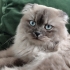Scottish Fold/Blue Point melezi fotoğraf