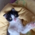 Scottish fold kırması tuxedo fotoğraf