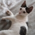 4 aylık oğlan kedi yuvasını arıyor 🐾 fotoğraf