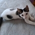 4 aylık oğlan kedi yuvasını arıyor 🐾 fotoğraf