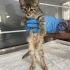 2 aylık miniğimiz sokağa gitmesin fotoğraf