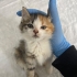 Güzel yavrumuza acil yuva fotoğraf