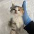 Güzel yavrumuza acil yuva fotoğraf