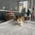Güzel yavrumuza acil yuva fotoğraf