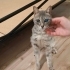 Kuki icin acil kalici yuva** fotoğraf