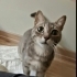 Kuki icin acil kalici yuva** fotoğraf