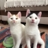 Acil Ankara Yuva fotoğraf