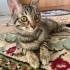 Labubuya omurluk yuva ariyoruz fotoğraf