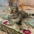 Labubuya omurluk yuva ariyoruz fotoğraf