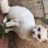 Sokaktan kurtulması için yuva aranıyor fotoğraf