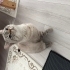 British Shorthair fotoğraf