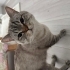 British Shorthair fotoğraf