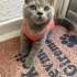 Müco tatlış oğlan fotoğraf