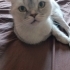 Miya kıza yuva ariyoruz fotoğraf