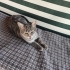 ACİL ÜCRETSİZ CİNS KEDİ SAHİPLENDİRME!! fotoğraf