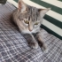 ACİL ÜCRETSİZ CİNS KEDİ SAHİPLENDİRME!! fotoğraf