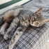 ACİL ÜCRETSİZ CİNS KEDİ SAHİPLENDİRME!! fotoğraf