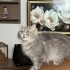 Tatlı dost kedi fotoğraf