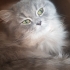 Tatlı dost kedi fotoğraf