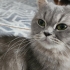 Tatlı dost kedi fotoğraf