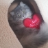Tatlı dost kedi fotoğraf