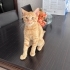 SEVGİ DOLU KALICI YUVASINI ARAYAN 3.5 AYLIK MİNİK PATİ fotoğraf