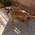 Labrador-rotweiler melezi kızımıza acil yuva arıyoruz fotoğraf