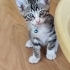 Evcil oyuncu kucakci fotoğraf