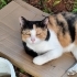 Uysal evcil kisir bir kedi fotoğraf