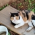 Uysal evcil kisir bir kedi fotoğraf