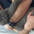 Sokağa atılan british erkek kısır kedi fotoğraf