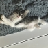 1.5 Aylık Melez yavru kedi fotoğraf