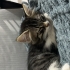 1.5 Aylık Melez yavru kedi fotoğraf