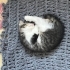 1.5 Aylık Melez yavru kedi fotoğraf