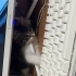 1.5 Aylık Melez yavru kedi fotoğraf