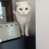 ÖMÜRLÜK YUVA ARIYORUZ fotoğraf