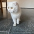 ÖMÜRLÜK YUVA ARIYORUZ fotoğraf