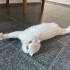 ÖMÜRLÜK YUVA ARIYORUZ fotoğraf