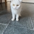 ÖMÜRLÜK YUVA ARIYORUZ fotoğraf