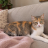 Bakımlı kedi Bihter tel:0545 806 86 49 fotoğraf