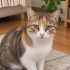 Bakımlı kedi Bihter tel:0545 806 86 49 fotoğraf