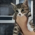 Bir buçuk aylık komik tipli minnacık tatlı mı tatlı yavru🧿🐱 fotoğraf