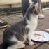 Duman yuva arıyor fotoğraf